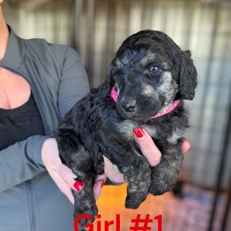 Poodle puppies from PaintersPreciousPoodles