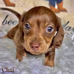 Chai - Chocolate and tan female Dachshund puppy in Cave Junction, Oregon from Rockindachs