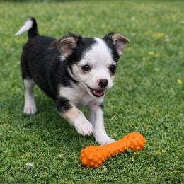 Ghost - Black and white male Chihuahua puppy in Drumright, Oklahoma from Fancy Pants Chihuahua’s
