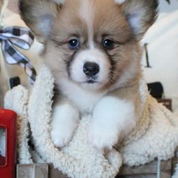 Pembroke Welsh Corgi Puppies from Rhone River Farm Pembroke Welsh Corgis