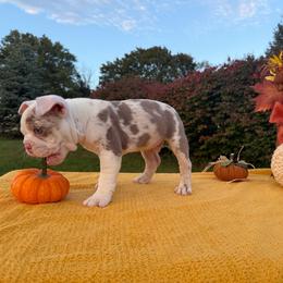 Lucky - Blue tri-color male Bulldog puppy in Hopkins, Missouri from Mowry Creek Mini Aussiedoodles and More