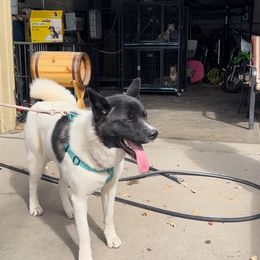 Akita from Rocky Mountain Akitas