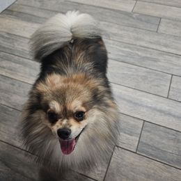 Bam - Pomeranian