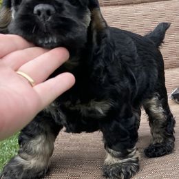 Cocker Spaniel Puppies from Doc's Cockers