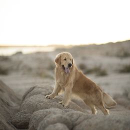 Cavalier King Charles Spaniel and Golden Retriever Puppies from Tsarevich Goldens and Cavaliers