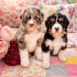 Bernedoodle puppies from Furry Tail Doodles