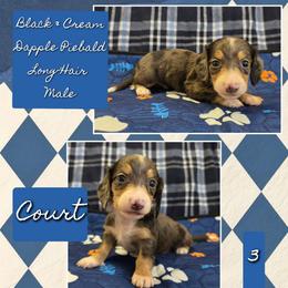 COURT 3500 - Black and cream male Dachshund puppy in Gatesville, Texas from CJ's Dach Dynasty
