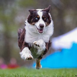 Pheonix - Australian Shepherd