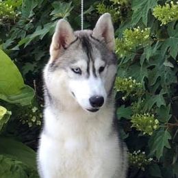 Meredith  - Siberian Husky