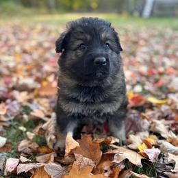 Teal - Sable female German Shepherd puppy in Laurens, New York from Vom Chivalry Haus German Shepherds