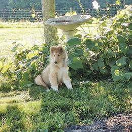 Collie Puppies from Aryggeth Collies