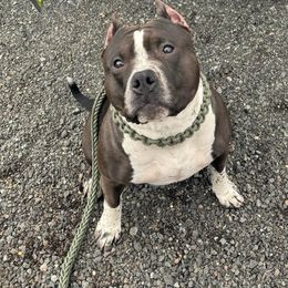 Beretta - American Bully