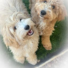 Australian Cobberdog Puppies from Mud Pies Australian Cobberdogs