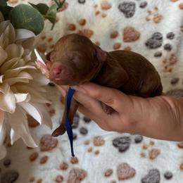 Fred (Blue) - Apricot male Poodle puppy in Calimesa, California from Teakwood Poodles of SoCal