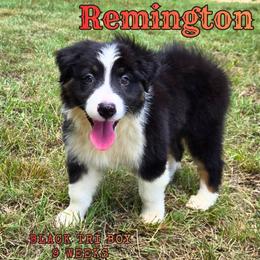 Remington - Black tri-color male Australian Shepherd puppy in Abilene, Texas from S&K Aussies N' Rotties