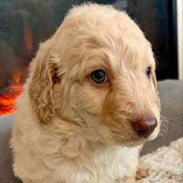 Theodore - Cream male Goldendoodle puppy in Pensacola, Florida from Goldendoodles Love You in Pensacola Friend Edition