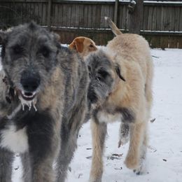 Granuaile - Irish Wolfhound