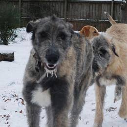 Granuaile - Irish Wolfhound