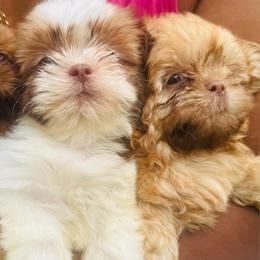 Jasmine - Sable and white female Shih Tzu puppy in Detroit, Michigan from Friends4everkennel LLC