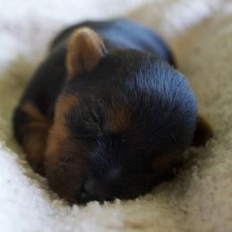 Australian Terrier Puppies from ZoeZoo Australian Terriers