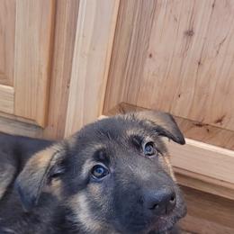 German Shepherd Puppies from Levesques German Shepherds