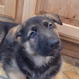 German Shepherd Puppies from Levesques German Shepherds