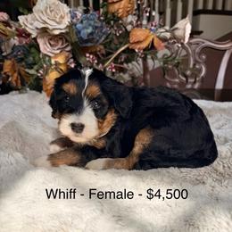 Whiff - Tri-color female Bernedoodle puppy in Royse City, Texas from Platinum Bernedoodles of Texas