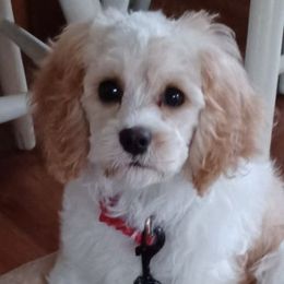 Cavapoos, Goldendoodles, and Poodles from Rose's Doodles
