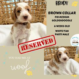 Brody - Parti Goldendoodle puppy in Raceland, Louisiana from Cajun Doodles