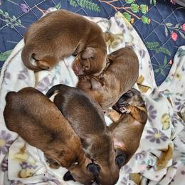 Dachshund puppies from Ohana Mini Dachs