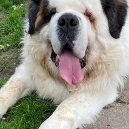 Saint Bernards from Krissie Pilette