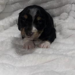 Berry - Piebald male Dachshund puppy in Mansfield, Missouri from Owens Farm