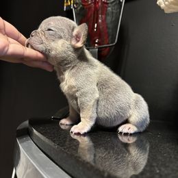 Little Bit - Tricolors female French Bulldog puppy in Conyers, Georgia from Raydiant Bullies