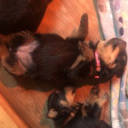 Light pink - Black and mahogany female Rottweiler puppy in Hermitage, Tennessee from Morris Rottweilers