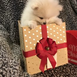 Pomeranian Puppies from Black Hills Pomeranians