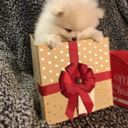 Pomeranian Puppies from Black Hills Pomeranians