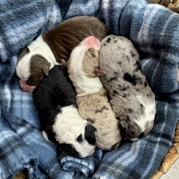Miniature Australian Shepherd puppies from V5 Aussies