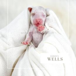 W E L L S - Red  male Goldendoodle puppy in Cedar City, Utah from Cedar Doodles- Home of the Teddybear Goldendoodle
