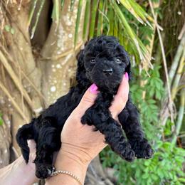 Cash - Black male Goldendoodle puppy in Fort Myers, Florida from Daisy Doodles LLC