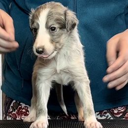 Silken Windhound Puppies from Regalant Silken Windhounds