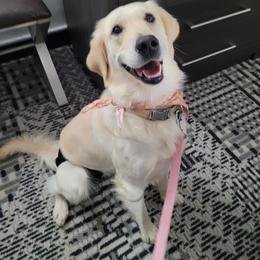 Doris - Light golden female Golden Retriever puppy in Greensburg, Kentucky from Southern Springs Goldens