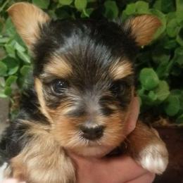 Dunk - Blue and gold male Yorkshire Terrier puppy in Hot Springs, Arkansas from Kimberly's Lovable Littles