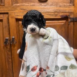 Jade - Black and white female Bernedoodle puppy in Carmichaels, Pennsylvania from JensenBelle Doodles