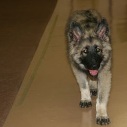 Shiloh Shepherd Puppies from Solace Shilohs