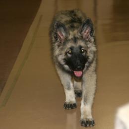 Shiloh Shepherd Puppies from Solace Shilohs