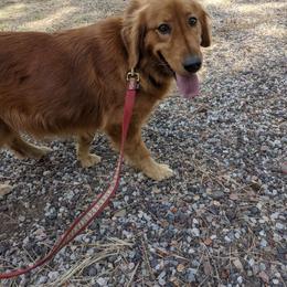 Gracie - Golden Retriever