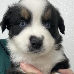 Uncle Chad - Black tri male Miniature Australian Shepherd puppy in Midway, Texas from L Bar W Aussie Ranch