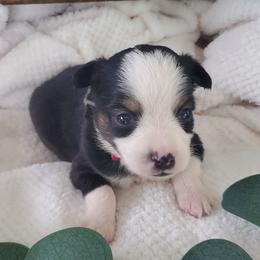 Miniature Australian Shepherd Puppies from Barnyard Mini Aussies