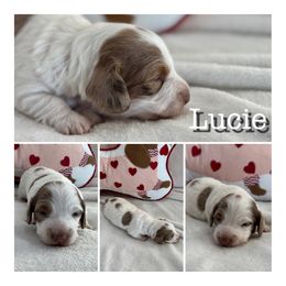 Lucie - Dachshund puppy from Koli Acres