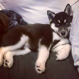 Siberian Husky Puppies from Tricia's Siberians